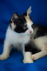 Portrait of cute threecolored kitten