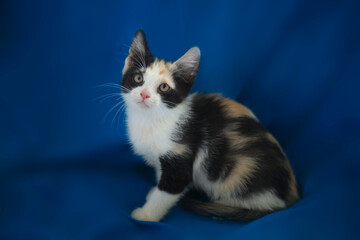 Fototapeta premium Portrait of cute threecolored kitten
