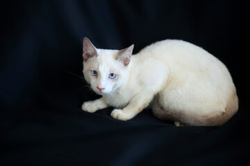 Obraz premium Portrait of cute white kitten