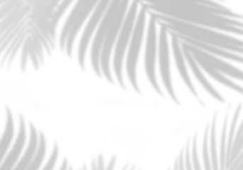 Blurry Palm Leaf Shadows for Creative Projects, Sunlight Through Tropical Leaves Overlay Effect