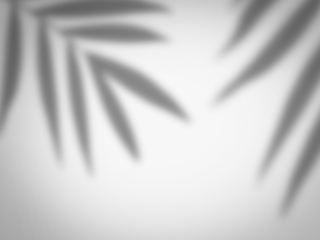 Palm Frond Silhouette Shadow Effect, Soft Nature-Inspired Leaf Shadow Background