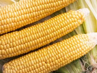 Fresh corn heads lie on corn leaves and corn silk on the table after cleaning, close-up. Preparing corn for cooking. Natural food, healthy nutrition, yellow kernels, organic vegetable