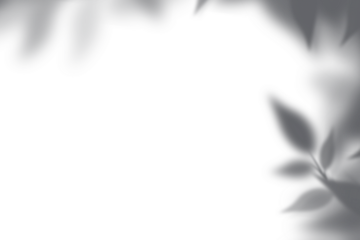 Sunlight Casting Leaf Shadows on White Surface, Natural Leaf Silhouette with Soft Focus