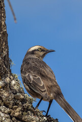 Sabiá do campo (Brazilian bird) vertical