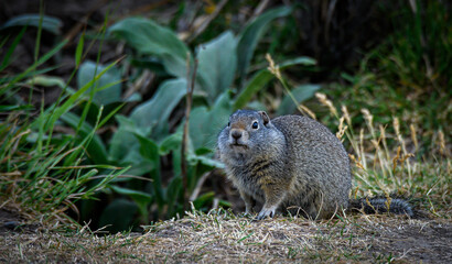 marmot in grass