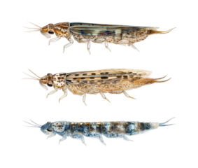 Detailed study of freshwater insects aquatic environment scientific isolated on transparent background, png