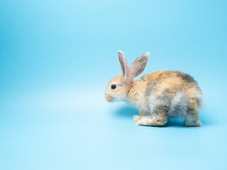 Baby cute rabbit with tri-colored fur sitting on blue background. Baby rabbit pet is adorable.