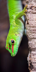 Portrait of a Madagascar Day Gecko on a branch in a terrarium. Phelsuma madagascariensis grandis, Loiret 45, région Centre Val de Loire, France, European Union, Europe