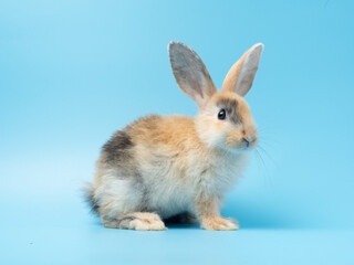 Baby cute rabbit with tri-colored fur sitting on blue background. Baby rabbit pet is adorable.