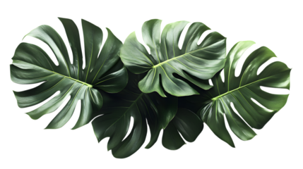 Lush monstera leaves create a tropical vibe, perfect for adding natural elegance to designs and creative projects isolated on white background 