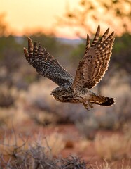 Fototapeta premium A majestic owl in flight, wings spread against a warm sunset backdrop.