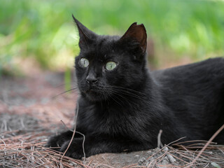 Cute black cat lying in the garden