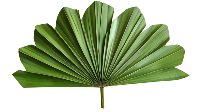 Striking green palm frond, a tropical accent for modern designs and exotic nature-inspired concepts isolated on white background 