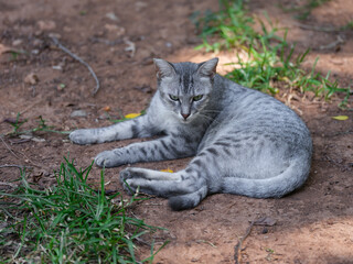 Cute kitten napping on the ground in the park