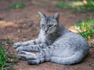 Cute kitten napping on the ground in the park