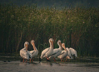 White pelicans on the water
