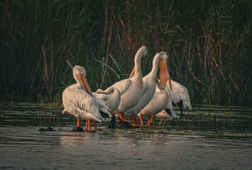 White pelicans on the water