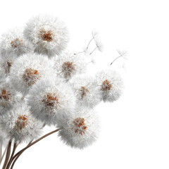 Obraz premium Cluster of white dandelions