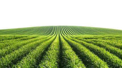Lush green field of young corn plants stretching into the distance under bright sunlight isolated on white background 