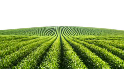 Lush green field of young corn plants stretching into the distance under bright sunlight isolated on white background 
