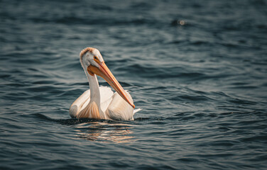 white pelicans on the water