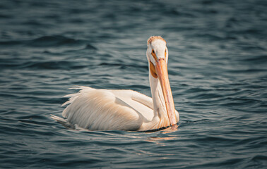 white pelicans on the water