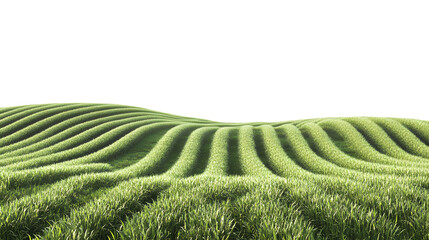 Rolling green wheat field agriculture with fresh vibrant texture and natural light for farming projects isolated on white background 