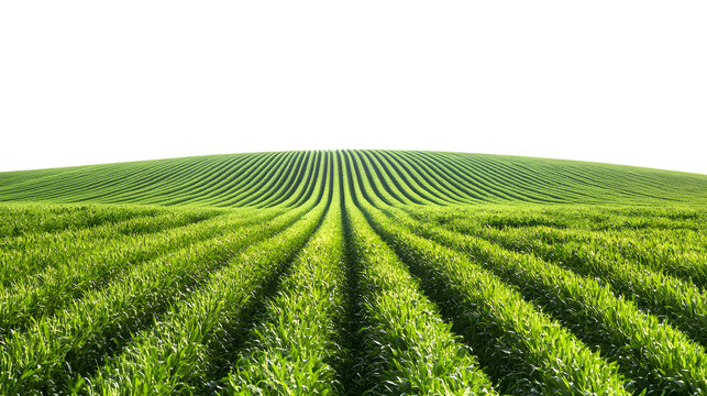 Lush green field of young corn plants stretching into the distance under bright sunlight isolated on white background 