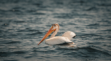 white pelicans on the water