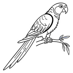 parrot on a white background