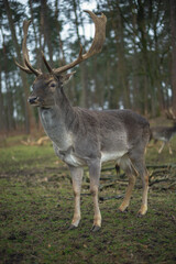 Fototapeta premium deer in nature