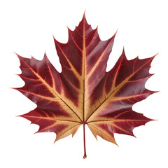 Naklejka premium Crimson Maple Leaf With Golden Veins