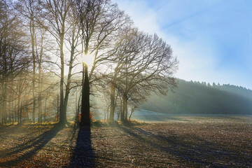 Starke Sonnenstrahlen durchbrechen am Morgen die Baumkrone von B&auml;umen am Feld