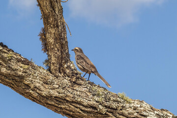 Sabi&aacute; do campo (Brazilian bird) wide