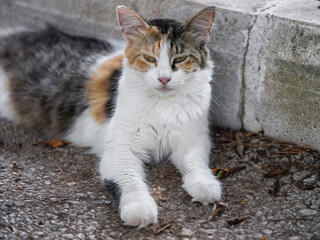 Cute cat in the garden