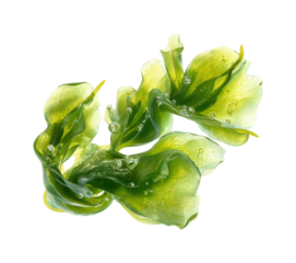 Underwater green seaweed blooms ocean nature aquatic isolated on transparent background, png