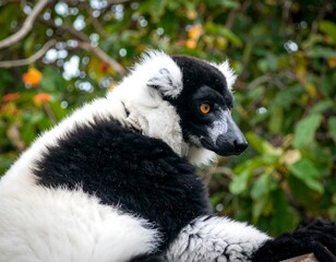 Fototapeta premium Black and white lemur in a tree