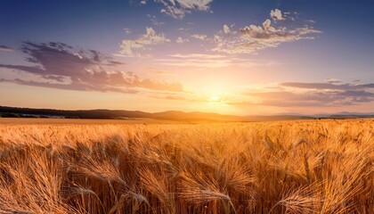 Obraz premium expansive golden wheat fields under a soft sunset capturing nature s tranquility and serenity