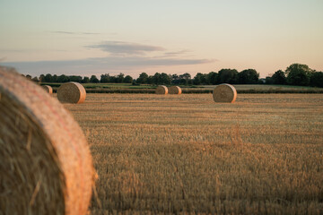 Field with hay bales at sunset. Summer harvest landscape. Wheat. © Kristina89