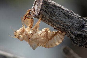 Esuvia (involucro ninfale) di una cicala