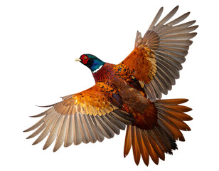 Obraz premium Flying Pheasant with Spread Wings and Flowing Tail Feathers, Mid-Flight, Transparent Background