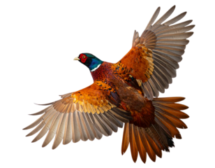 Flying Pheasant with Spread Wings and Flowing Tail Feathers, Mid-Flight, Transparent Background