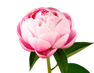 Side View of Elegant Pink Peony Bud Partially Opened, Transparent Background