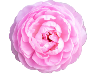 Fully Bloomed Soft Pink Peony Flower with Layered Petals, Top View, Transparent PNG