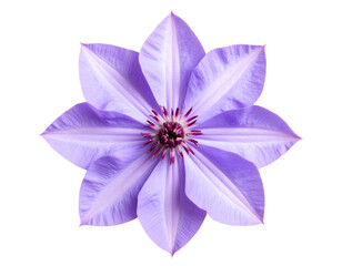 Top-Down View of Lilac Bloom with Layered Lavender Petals, Transparent Background
