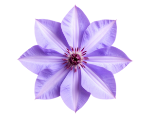 Top-Down View of Lilac Bloom with Layered Lavender Petals, Transparent Background