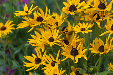 Coneflower - Rudbeckia - beautiful yellow flower in the garden