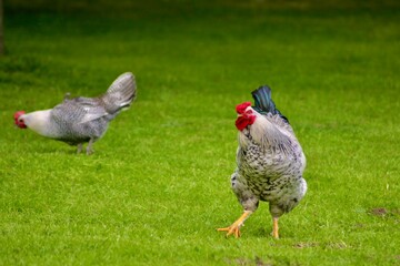 A rooster and hen forage on a lush green lawn in a peaceful farmyard setting. The colourful plumage and natural behaviour of these domestic birds highlight rural life and backyard poultry farming.