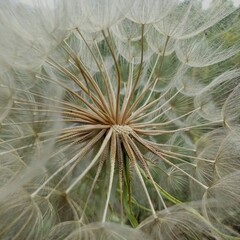 Obraz premium Big Dandelion, Tragopogon pratensis, plant, blowball, flower