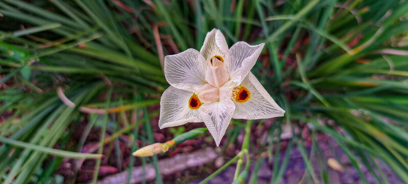 moreia amarelada, dietes bicolor